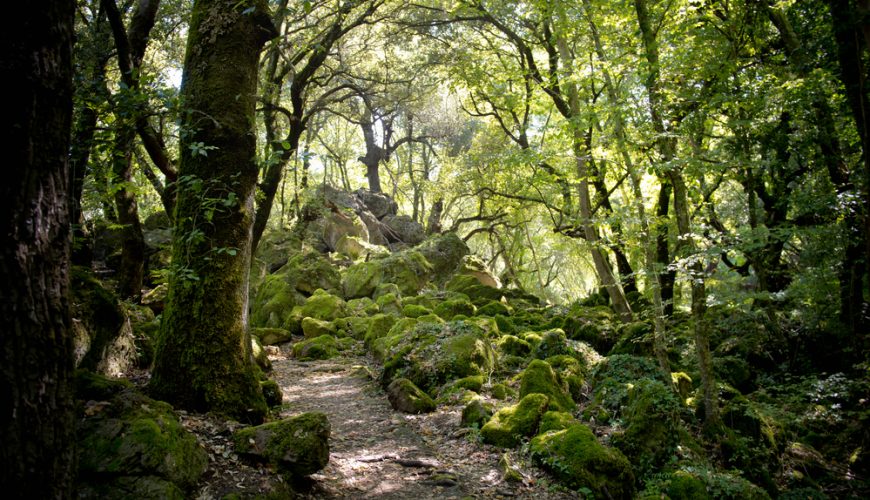 Bosco del Sasseto