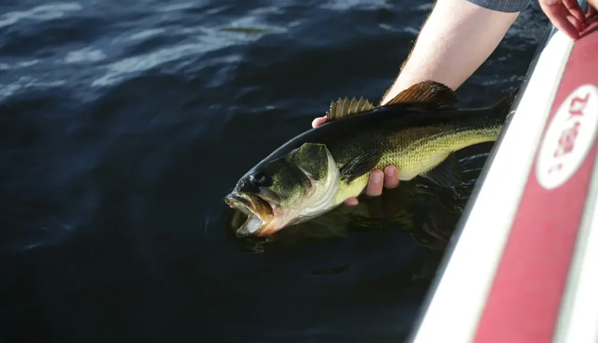 pesca lago di bolsena