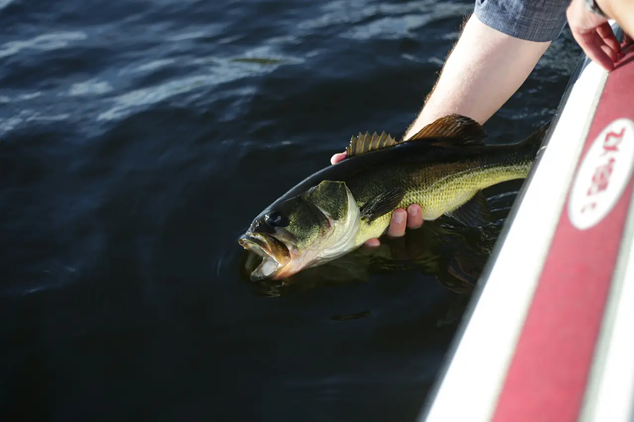pesca lago di bolsena