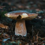 Regolamento Raccolta Funghi nel Lazio: Tutto Quello che Devi Sapere per una Raccolta Sicura e Legale