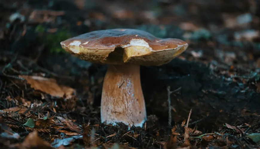 Regolamento Raccolta Funghi nel Lazio: Tutto Quello che Devi Sapere per una Raccolta Sicura e Legale