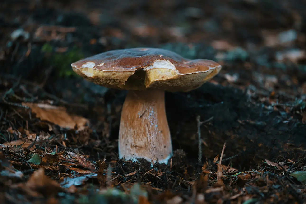 Regolamento Raccolta Funghi nel Lazio: Tutto Quello che Devi Sapere per una Raccolta Sicura e Legale